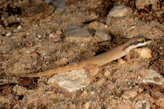 Tropiocolotes scorteccii