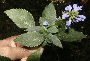 Wild Sage