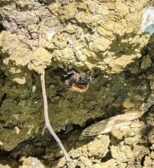 Bombus hypnorum