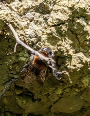 Bombus hypnorum