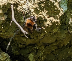 Bombus hypnorum