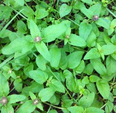 Prunella vulgaris