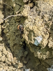 Bombus hypnorum