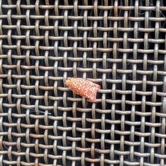 Syringoseca rhodoxantha