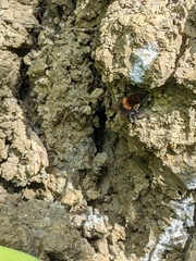 Bombus hypnorum