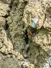 Bombus hypnorum