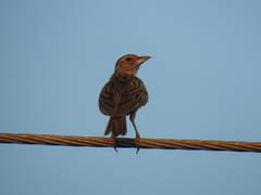 Alaudidae