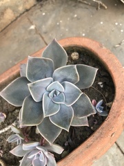 Graptopetalum