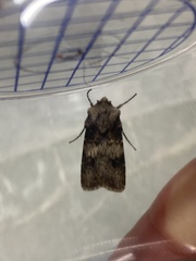 Agrotis puta
