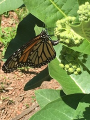Danaus plexippus