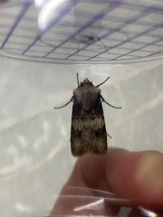 Agrotis puta