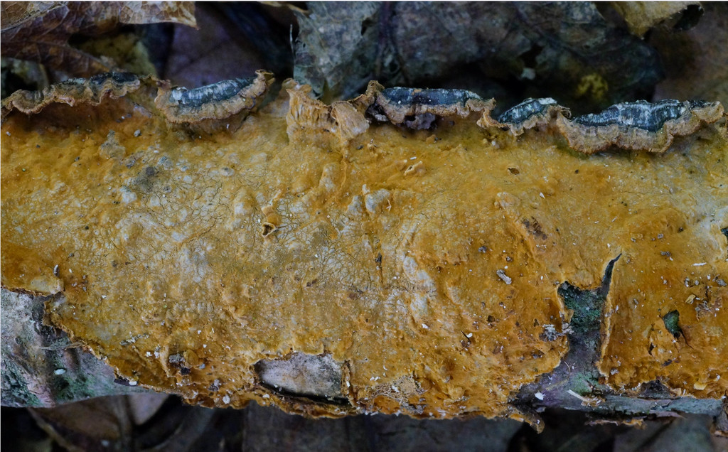 Hymenochaete curtisii