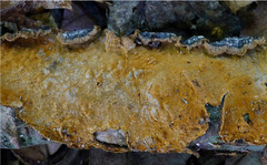 Hymenochaete curtisii