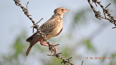 Alaudidae