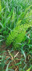 Equisetum arvense