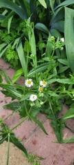 Erigeron annuus