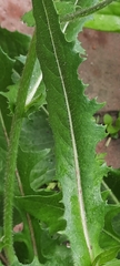 Erigeron annuus