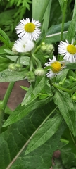 Erigeron annuus