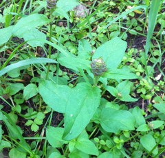 Prunella vulgaris