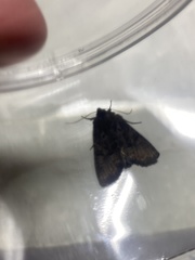 Noctuidae