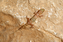 Hemidactylus minutus