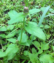Prunella vulgaris