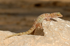 Hemidactylus minutus