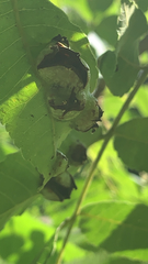 Phylloxera stoetzelae