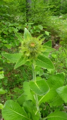 Cirsium carniolicum