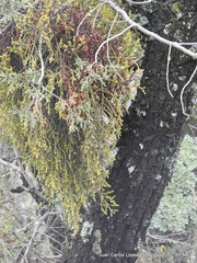 Phoradendron minutifolium