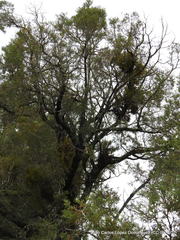 Phoradendron minutifolium