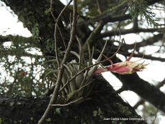 Tillandsia erubescens