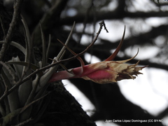 Tillandsia erubescens