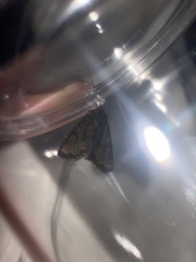 Noctuidae