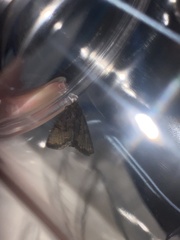 Noctuidae