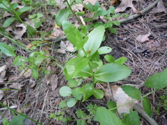 Hylotelephium maximum maximum