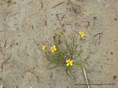 Tagetes linifolia