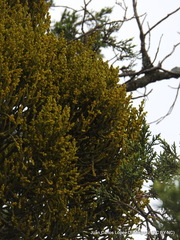 Phoradendron minutifolium