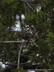 Phoradendron minutifolium
