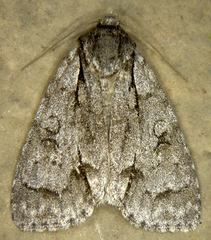 Acronicta laetifica