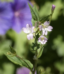 Epilobium roseum
