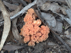 Ramaria capitata ochraceosalmonicolor