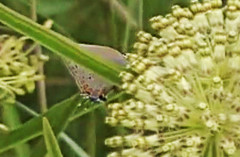 Satyrium acadica