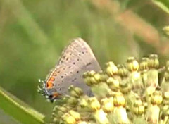 Satyrium acadica