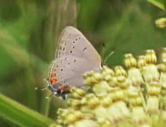 Satyrium acadica