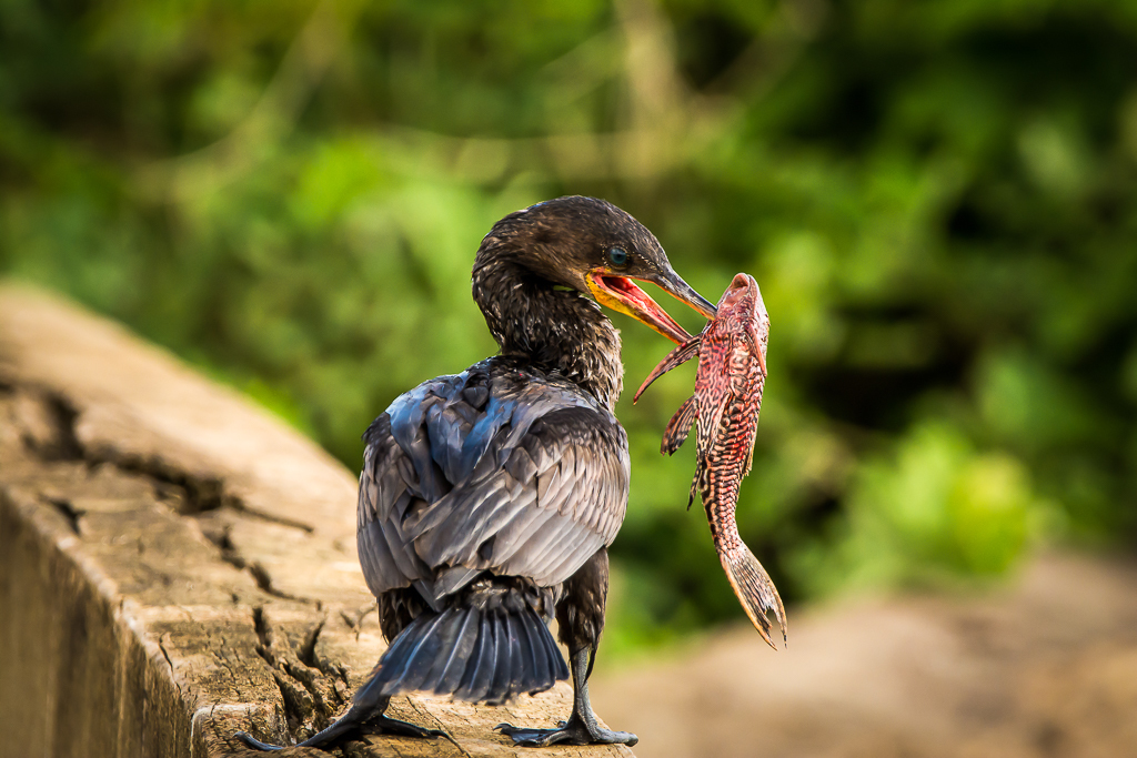 Neotropic cormorant standing with a reddish fish in its bill