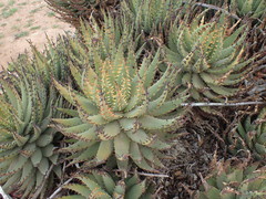 Aloe melanacantha
