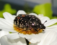 Oxythyrea funesta