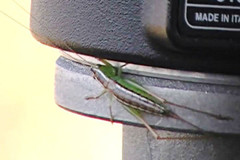 Conocephalus saltans