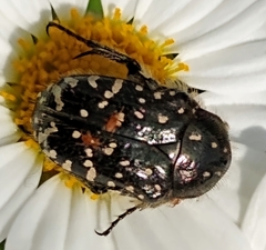 Oxythyrea funesta